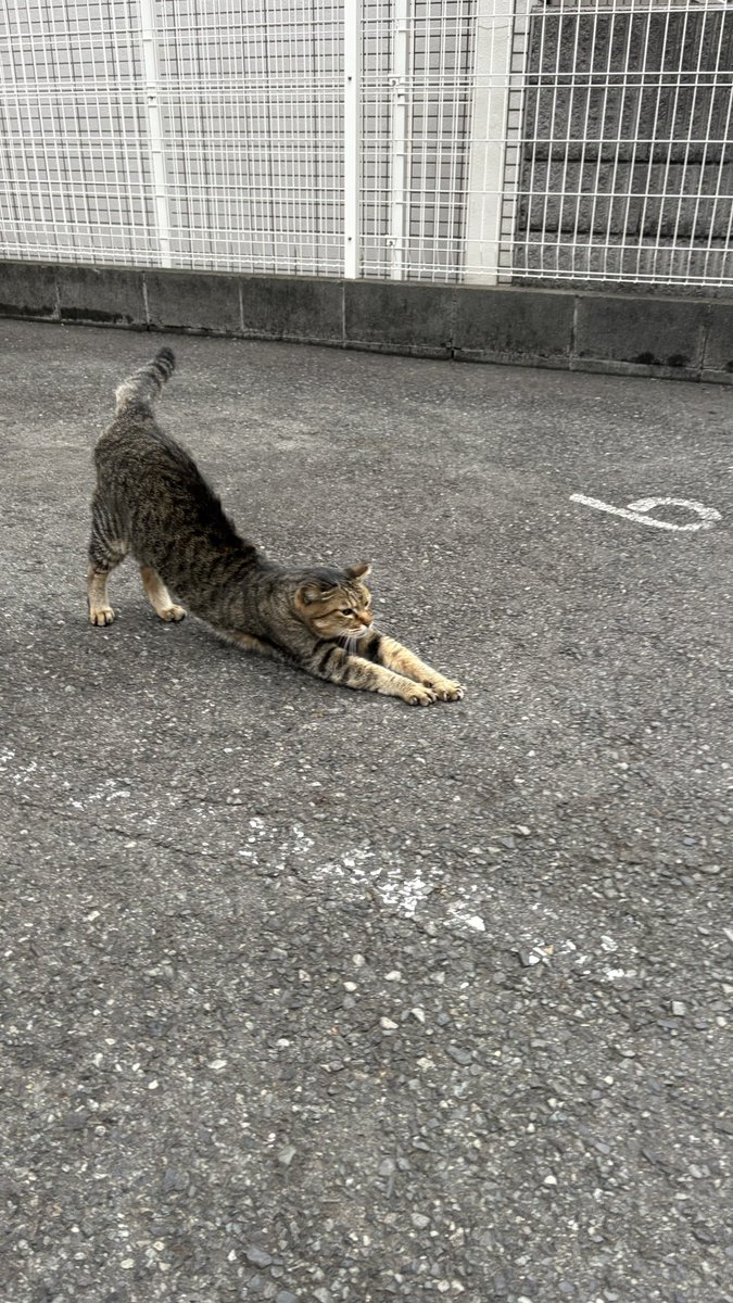 おすもうペット (@osmopet) on Twitter photo 