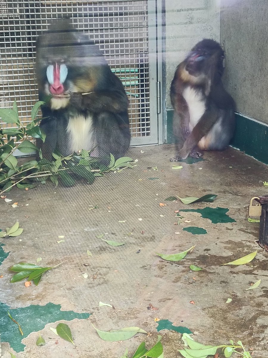 ヨシムラタカシとさきはらしんか🐙タコとケンタロー。チョコとマンドリルとめっちゃ美味しいタコ焼きと良き歌で五感歓ぶ1日。
聴けると思ってなかった大好きなスコールが聴けた！愛情とまだ聴いた事なかった曲も沢山聴けて、崩壊した涙ダムの水分を乾いたコンタクトに染み込ませてココロも目も潤った🥹