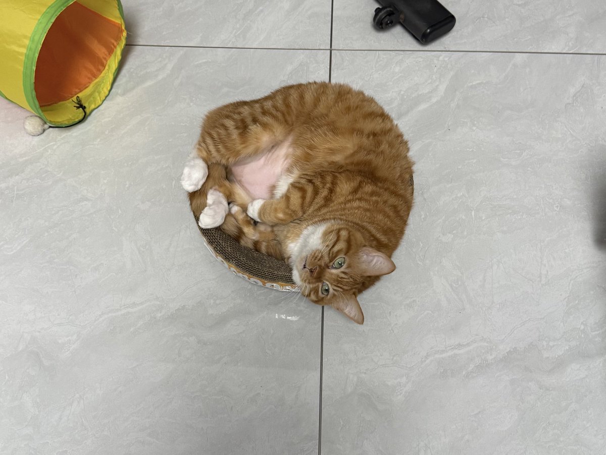 BadDogEgg's tweet image. 