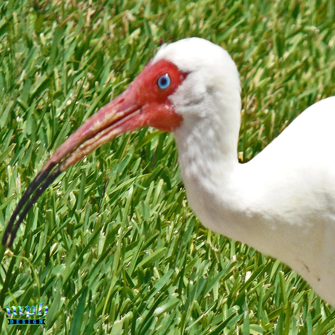 designbymph's tweet image. 📷Creature
#Ibis #WhiteIbis #Bird #SWFL #CapeCoral #Florida #Photography #ThePhotoHour #NFT #Wildlife #MPHDesign