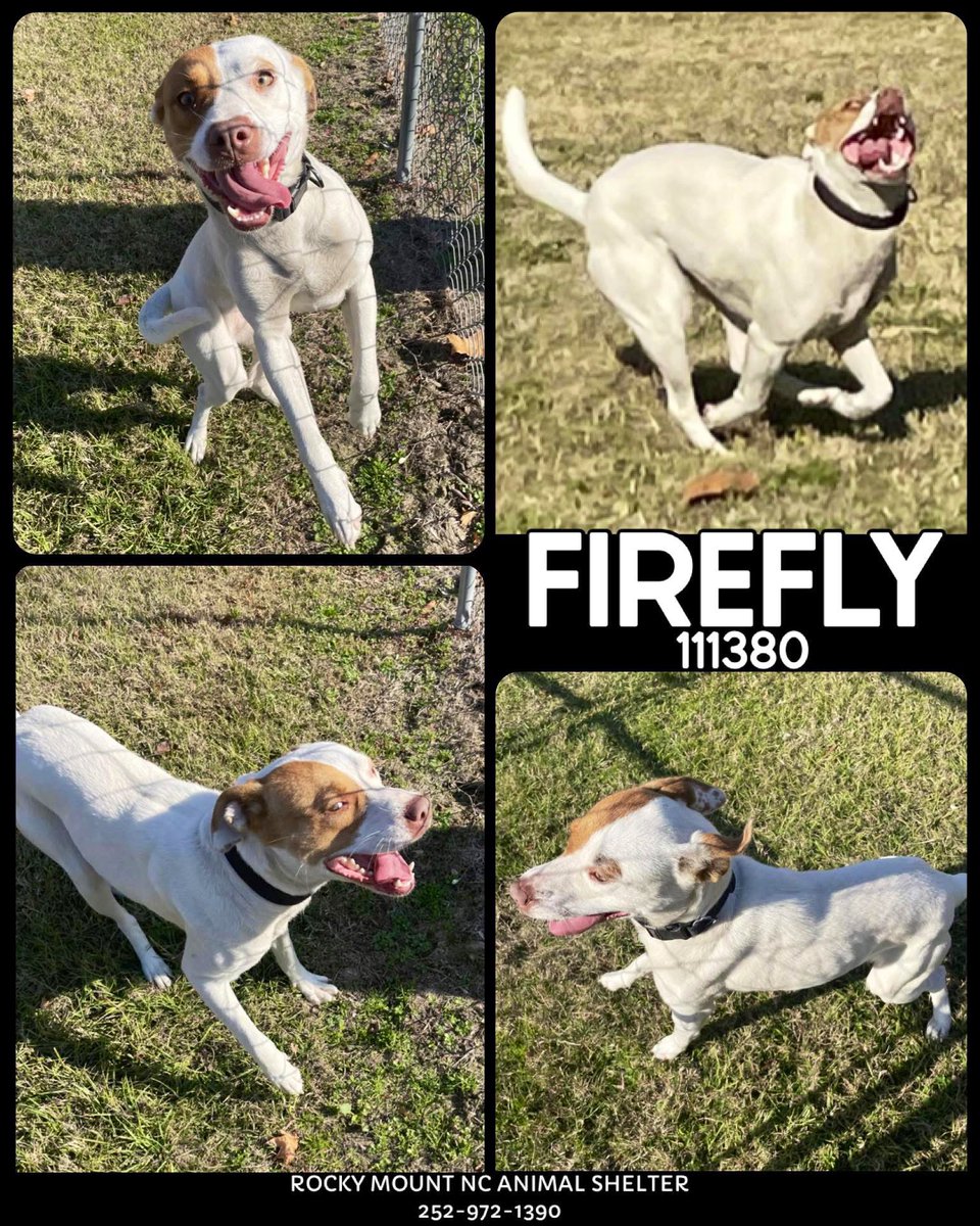 🚨 Forget #BlackFriday deals! 🤑Find a real BFF 🐶 Forever love!! #AdoptMe ✨ FIREFLY✨This cutie is in #RockyMount #NorthCarolina and looking for a forever 🏡♥️ Can you foster? 📧 rmcriticalnetworking@gmail.com for ℹ️ P petfinder.com/dog/firefly111…