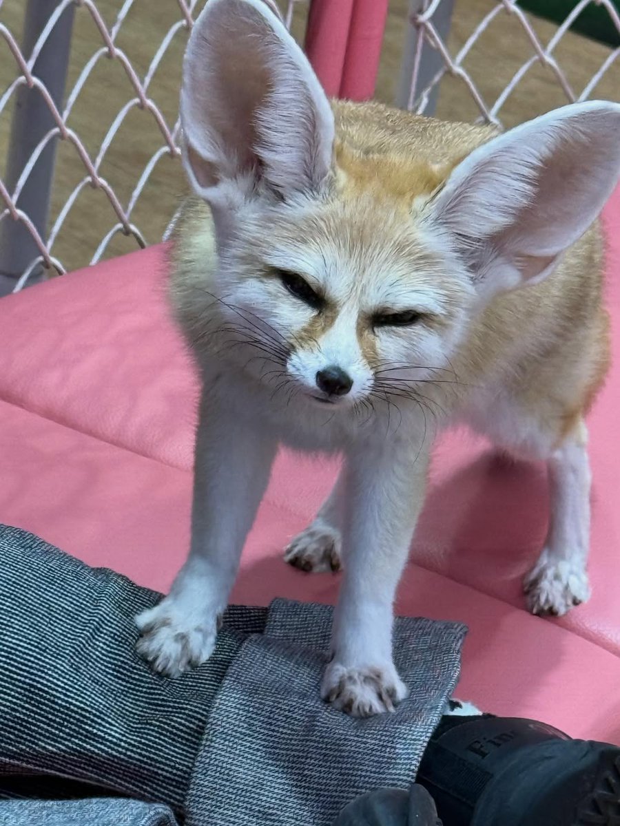 🍁 𝓣𝓱𝓮 𝓕𝓸𝔁 𝓛𝓲𝓯𝓮 🌾🦊 (@thefoxlife) on Twitter photo 