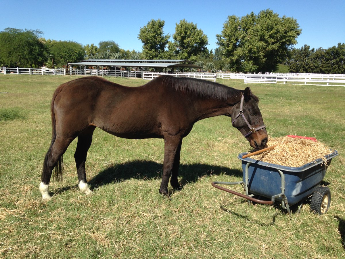 GloriousAllianc's tweet image. K: What was it with you loving to eat and smell old hay and alfalfa, like a meditative session when you were on earth?
Me: Hard fiber. And it smelled good.