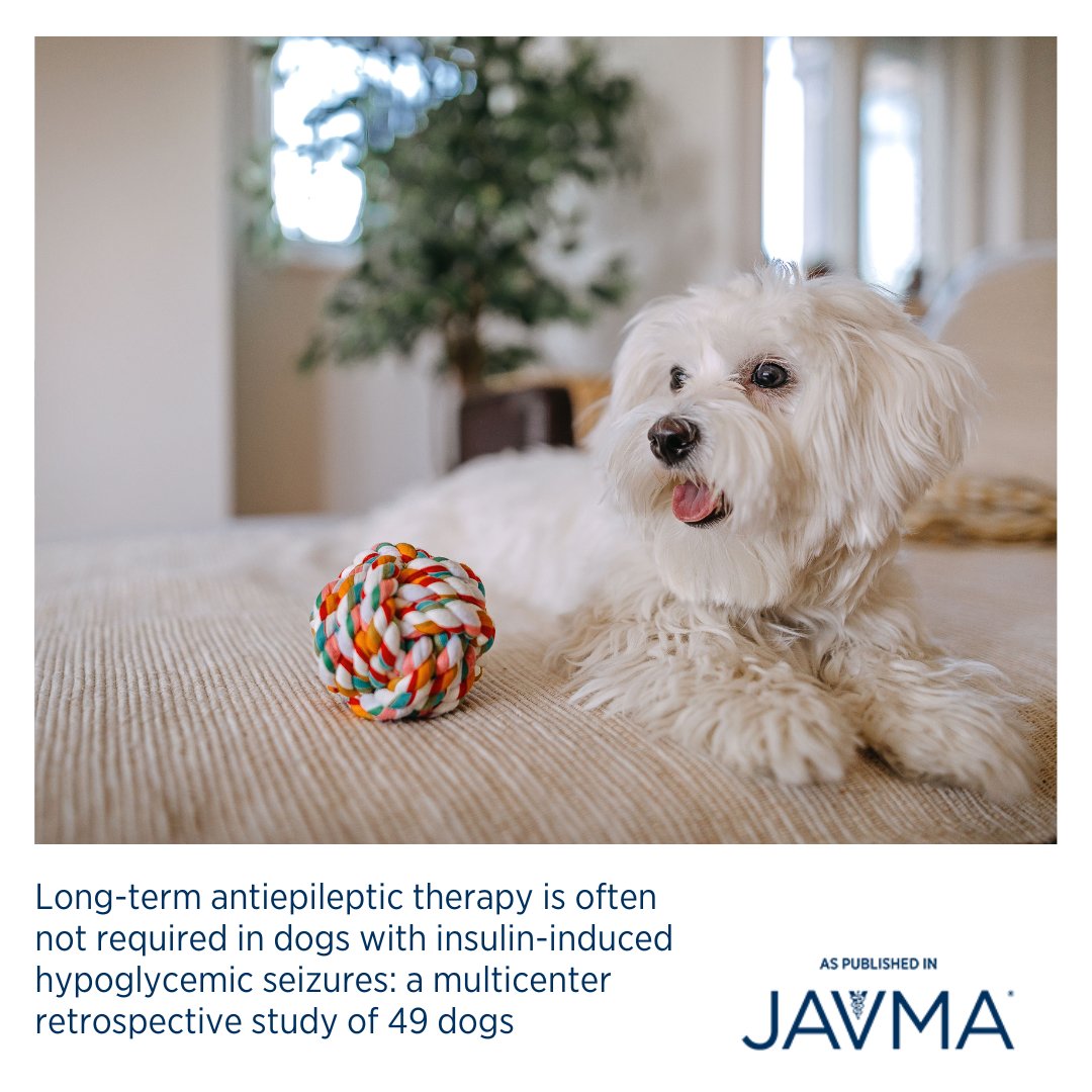 AVMAJAVMA's tweet image. Insulin-induced hypoglycemic seizures occurred in most dogs with insulin-induced hypoglycemia; however, long-term seizure therapy was seldom required, suggesting a generally favorable prognosis. Learn more: jav.ma/iihs #insulinoverdose #bloodglucoseconcentration