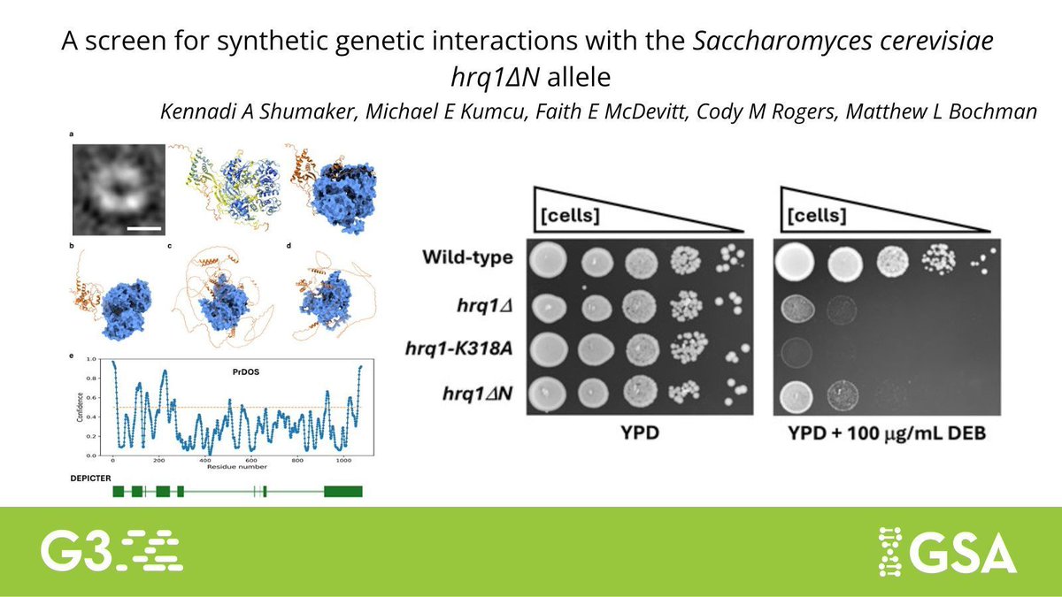 <a href="/kennadi_shu/">Kennadi !</a> and <a href="/BochmanLabIU/">BochmanLab</a> present in vivo and in vitro analyses of N-terminal domains-truncated isoform of Hrq1. Learn more in #G3journal how understanding this #yeast Hrq1 helicase alleles will help explain why the mutations cause disease in humans. buff.ly/XJLDyoO