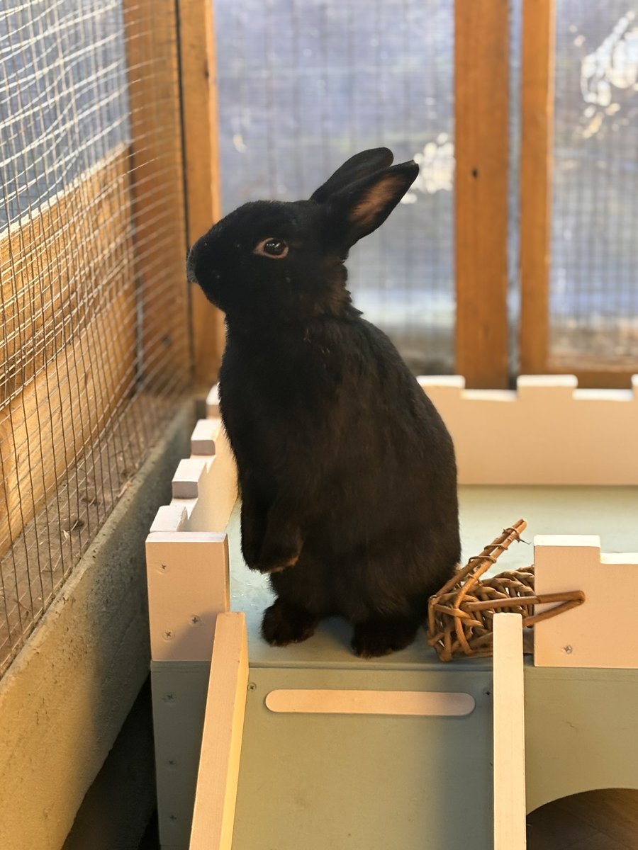 Carrot Cottage Rabbit Rescue tweet media