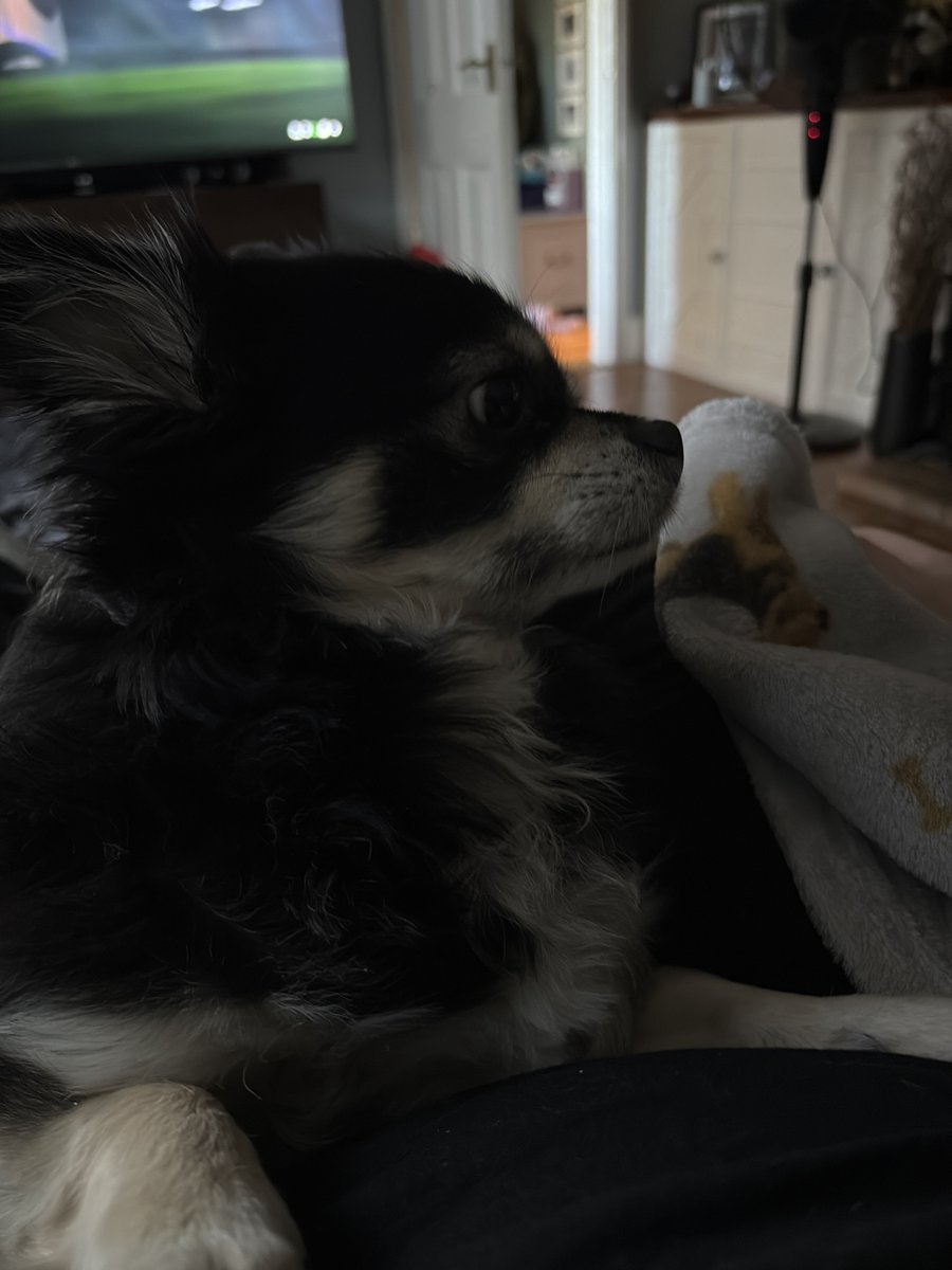 Life is really beating my mf ass currently but i’m spending the next few days looking after my dads dogs so my death has been postponed