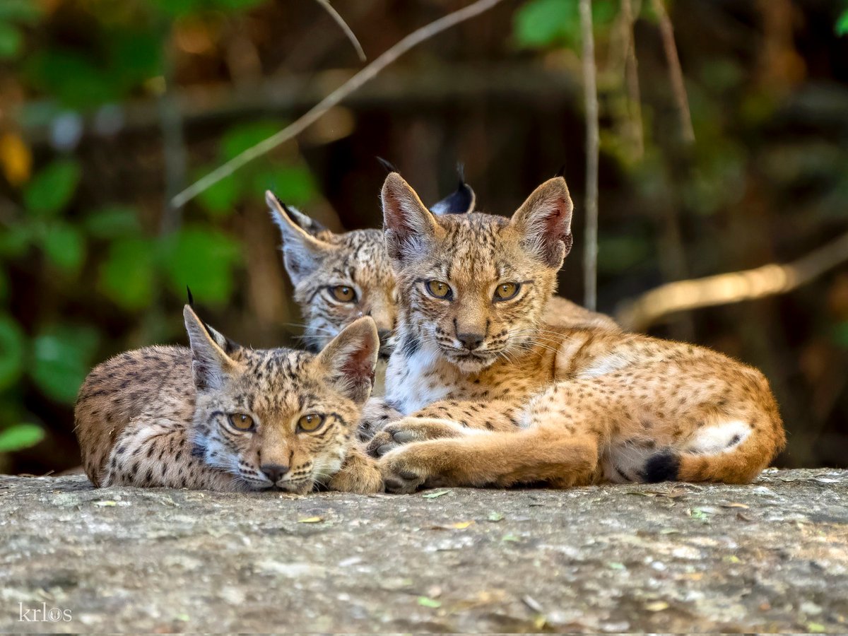 🐾🐆 Aragón participará en el programa del lince ibérico y recibirá ocho ejemplares para su reintroducción en la cuenca del Huerva.

✅ El grupo de trabajo liderado por el Ministerio para la Transición Ecológica y el Reto Demográfico ha confirmado hoy la adscripción de la