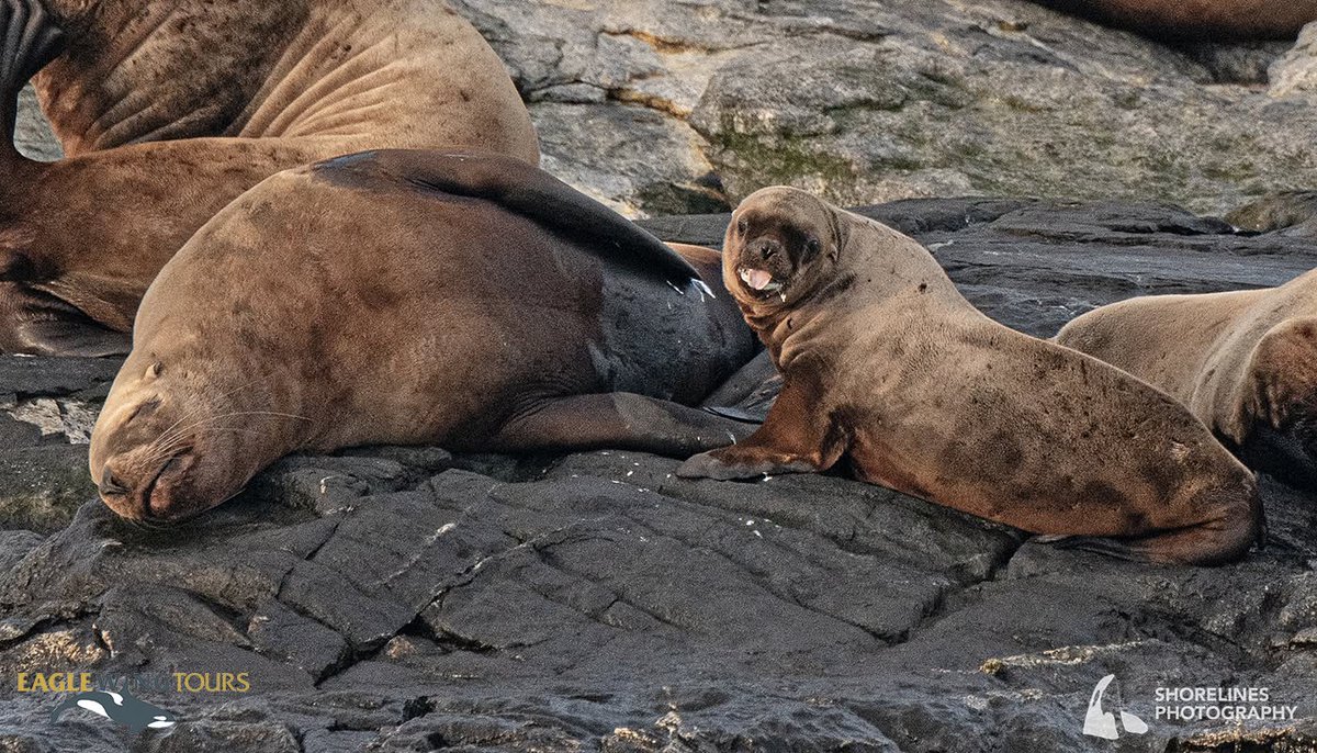 eaglewingtours's tweet image. Milk dribbles from the mouth of a Steller sea lion pup. Most pups are weaned by one year but some (like this one!) continue nursing into their second or third year! We’ve been seeing quite a few Steller pups at local haulouts.
Shorelines Photography
#Wild4Whales #MomLife