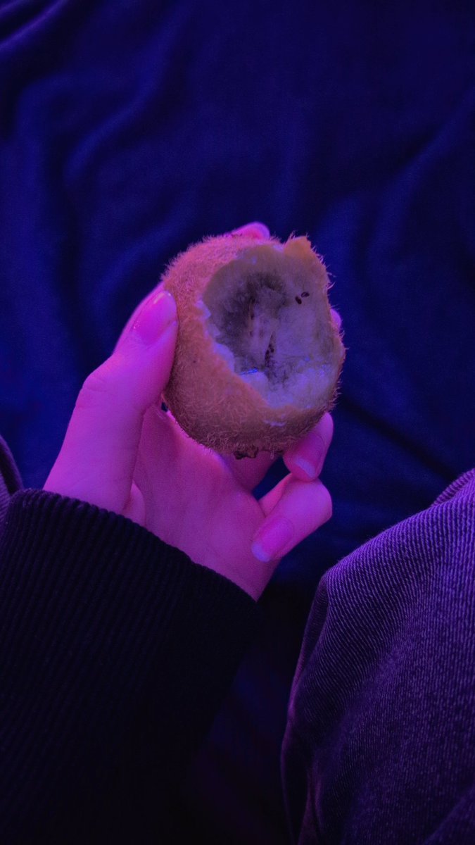 Yotohi 🦈 tweet media