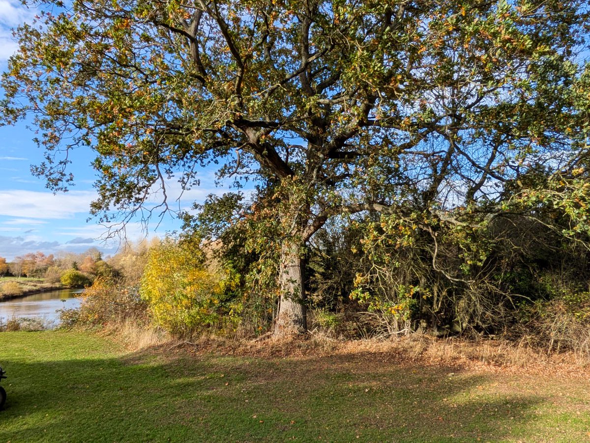 Lawrenc96115115's tweet image. Some fantastic tree work achieved this week around the 3rd tee. 

Now showing off some lovely oaks, introducing light &amp;amp; air while opening up a view of the lake from the tee.

#treework #winter