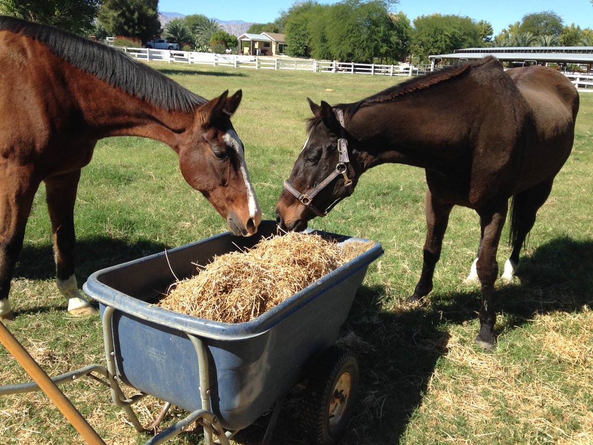 GloriousAllianc's tweet image. I also introduced Smoothie to smelling old hay.