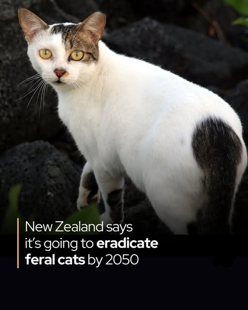 Rainmaker1973's tweet photo. New Zealand just declared war on feral cats.

In a decision that has ignited global controversy, New Zealand has officially added feral cats to its Predator Free 2050 target list—a nationwide effort to eradicate invasive predators threatening the country’s unique native species. Until this week, cats had never been included.

Conservation Minister Tama Potaka described feral cats as “stone-cold killers.” These are not domestic pets; they are fully wild animals that survive without human care and hunt relentlessly. Their toll on biodiversity is devastating.

In a single week near Ohakune, feral cats killed more than 100 short-tailed bats—one of the country’s rarest mammals. They have driven the southern New Zealand dotterel to the brink of extinction. Beyond wildlife, they spread toxoplasmosis, a parasite that infects dolphins and other marine mammals, poses risks to human health, and causes significant losses in sheep and cattle farming.

The control methods under consideration are uncompromising: poison baits and trigger-activated toxin spray traps. Proponents argue the measures match the scale of the crisis, with feral cats now present in virtually every habitat across the country, from beaches to high-country forests.

Critics have raised serious ethical concerns and warned of potential collateral impacts, but public support is overwhelming—over 90% of submissions in a recent national consultation favored tougher action against feral cats.

Authorities have repeatedly stressed that the plan targets only feral populations. Domestic pet cats are explicitly excluded, and the focus for owners remains responsible practices: desexing, microchipping, and keeping pets contained or away from sensitive wildlife areas.