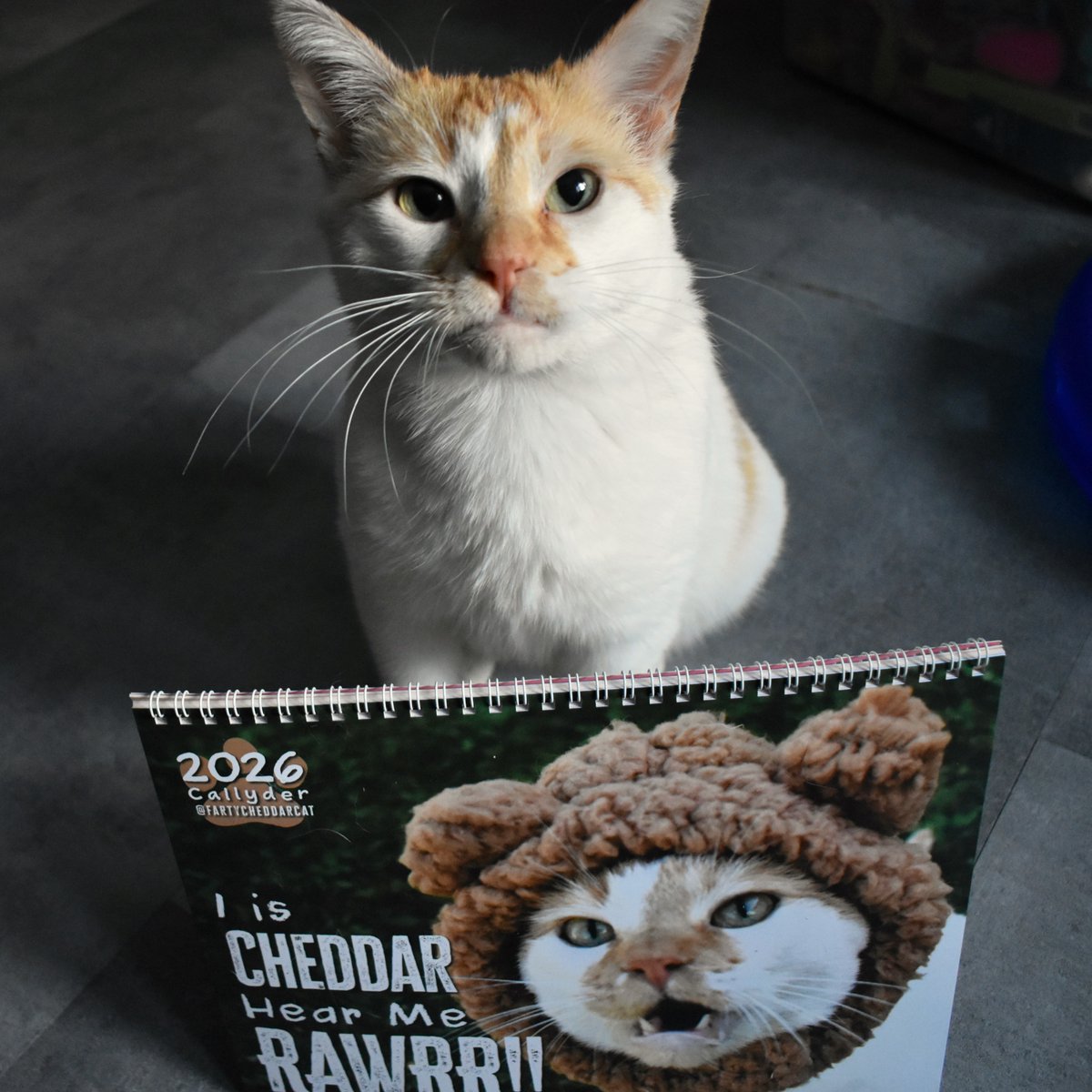 My callyder! It reddy now!
Yoo can has order, dis be how
Jus klik below, da shippy fwee 
Den yoo has callyder of me!

fartycheddarcat.etsy.com

#CheddarPoetry #2026Calendar #Callyder #MamaSesIfISells500DenIGetsHoleHam