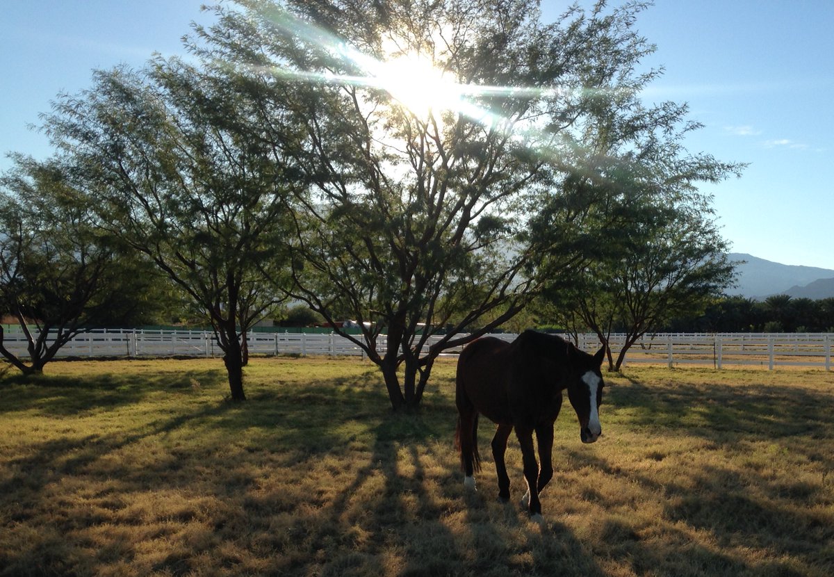 GloriousAllianc's tweet image. Smoothie adored his enchanted forest... It was a place he could meditate, think and regroup. It helped him get over my passing and gave him comfort until Pixie was able to be with him.