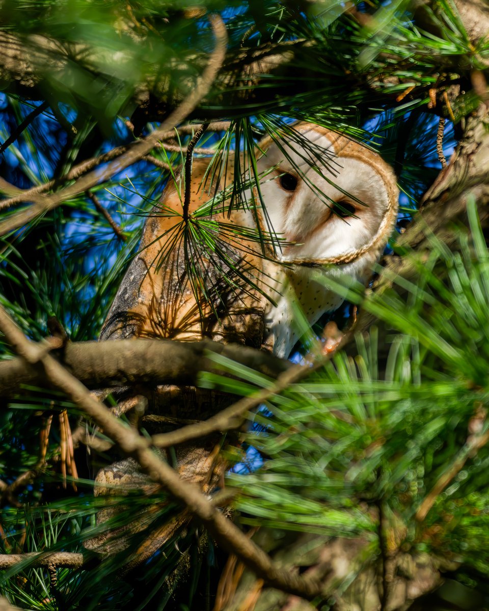 CarenJahre's tweet image. I was thrilled to find this Barn Owl in the Pinetum this morning!!! (alerted by a small Blue Jay mob). #birdcpp #BirdsSeenin2025 #birdphotography #birdwatching
