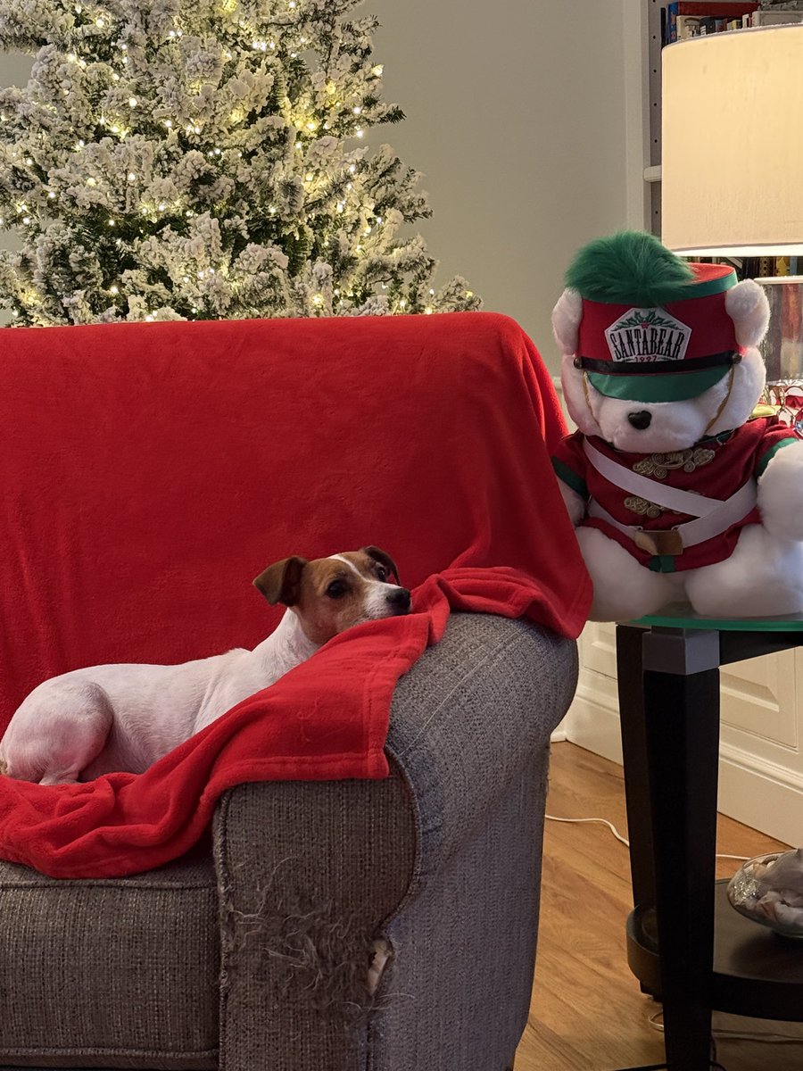 #ThanksgivingVibes #dogs 🦃#dogsoftwitter #dogsofX 🫩🥱#FridayThoughts #BabyBea 🦃
Kinda all Turkey-ed out frens!