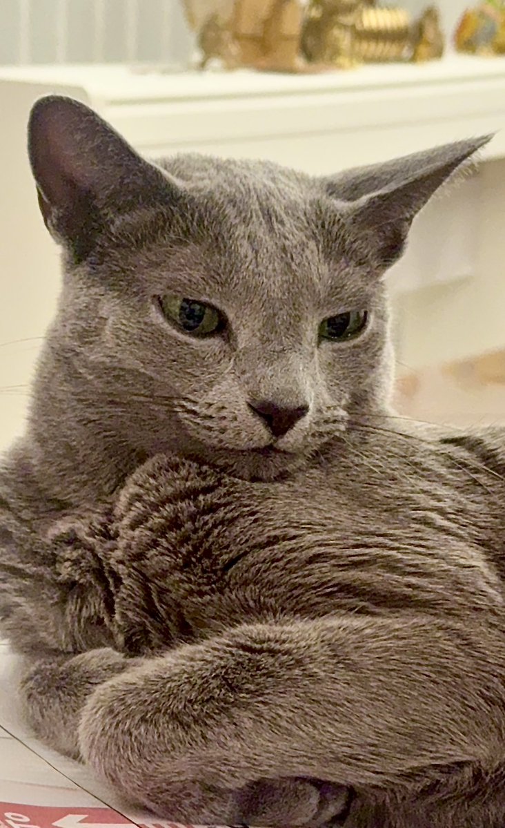 つよぴん子太郎 (@Tuyo_R34) / Posts / X