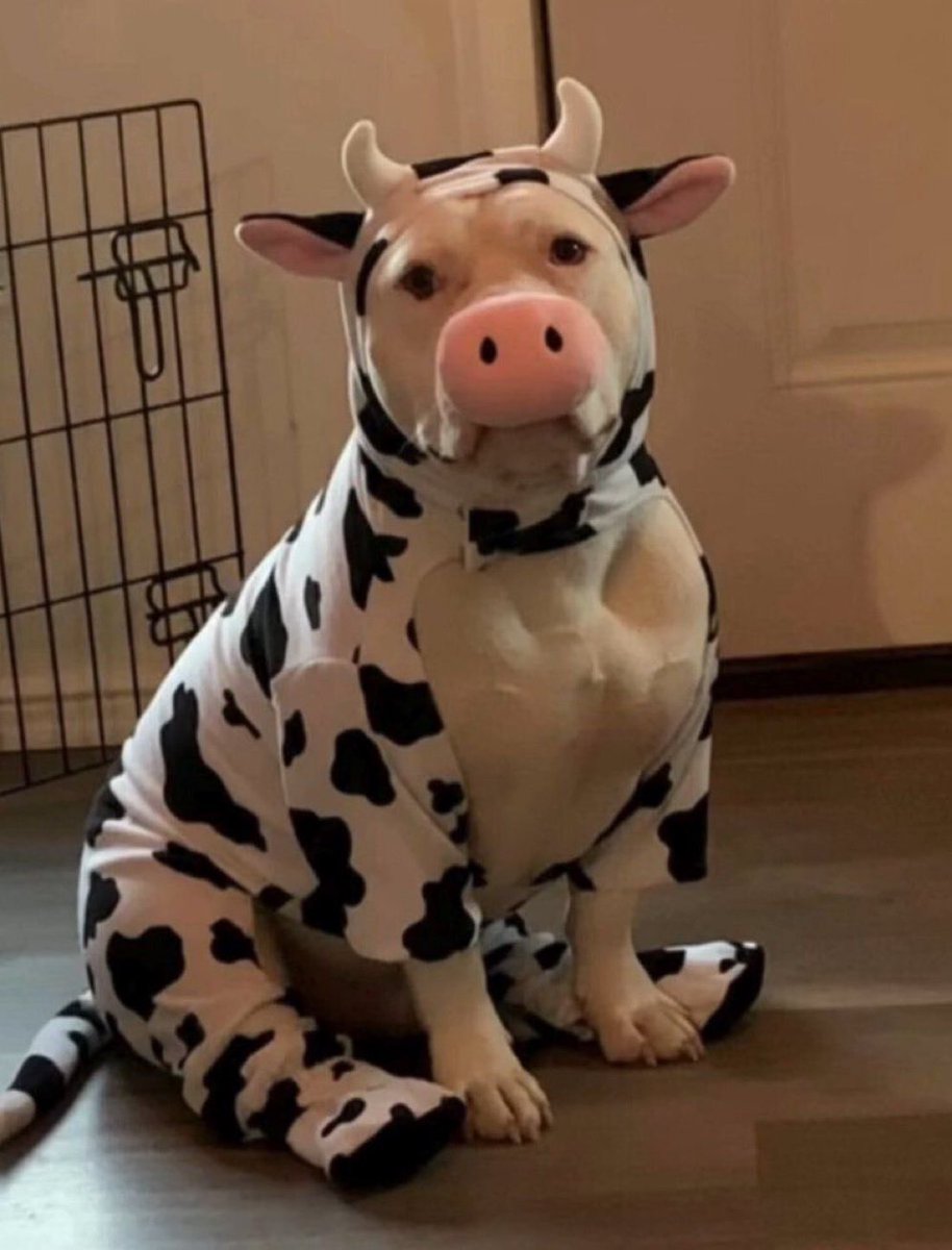 everything dogs 🐶 (@everythingdogss) on Twitter photo 