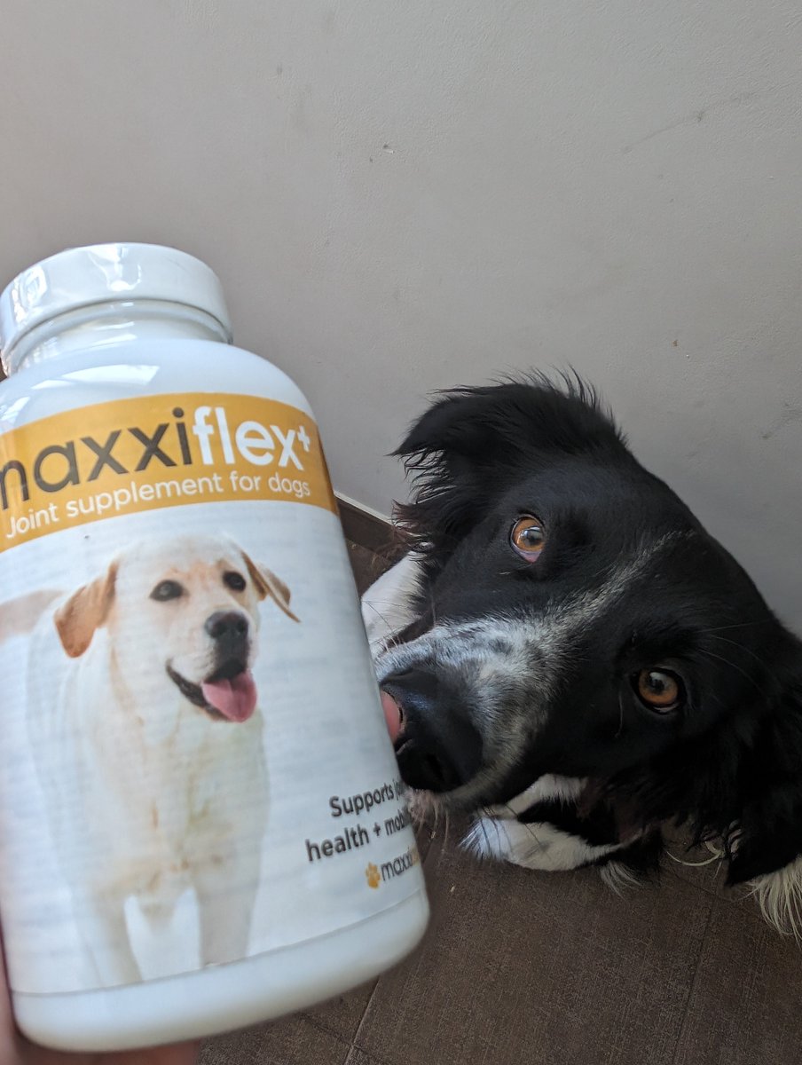 maxxipaws's tweet image. Yummy maxxiflex+ hip and joint tablets for dogs 
#maxxiflex #dogjointsupplement #jointsupplementfordogs #dogshipandjoint #dogarthritis #caninehipdysplasia #dogjoints
