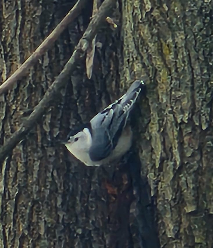 Introvert_SG's tweet image. Help me identify the bird 🐦 
#bird #birdwatching