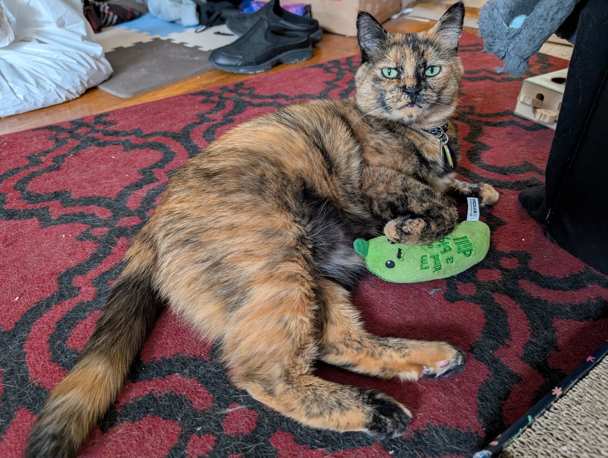 DanversMohawk's tweet photo. She's got 70 confirmed allergies including to chicken and catnip, she hisses at anyone who kisses me WHILE they're kissing me, and she loves visiting new places (not so much the journey to get there) https://t.co/pfuHcNPTLW