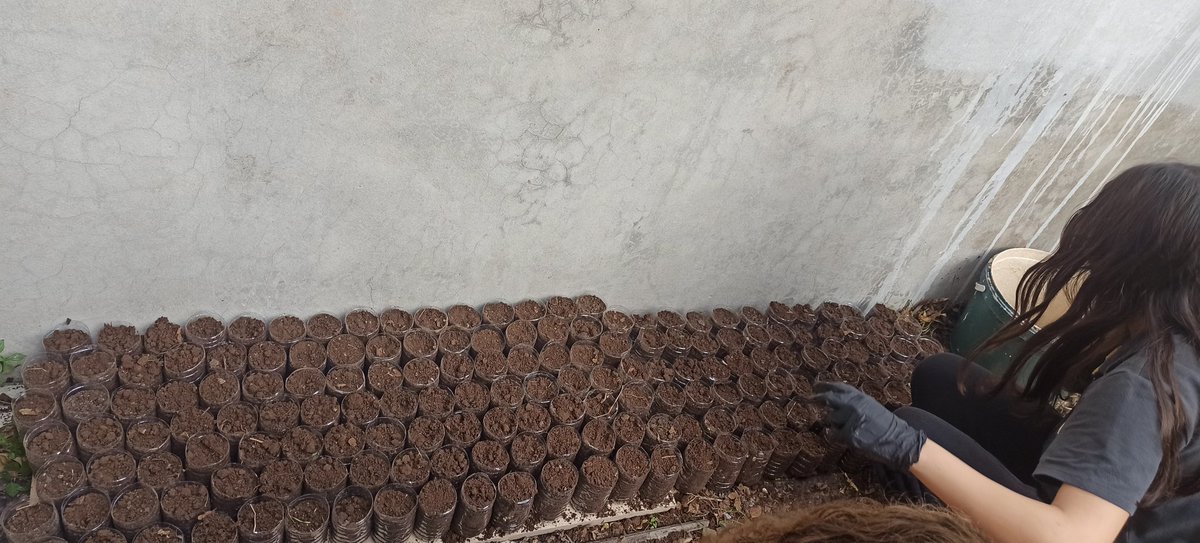 "Yeşil Vatan, Tohumdan Fidana"
Çevre ve Sıfır Atık Kulübü öğrencileri ile meşe palamutu tohumlarını toprakla buluşturduk. Yetişecek fidanlar mezuniyet gününde son sınıf öğrencilerimize hediye edilecektir. 
<a href="/ilkadimilce_mem/">İlkadım İlçe Milli Eğitim Müdürlüğü</a> 
<a href="/samsunmem/">Samsun İl Milli Eğitim Müdürlüğü</a>