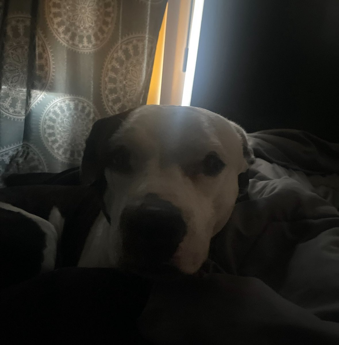 vleedit's tweet image. How you raise the dog matters. My pitbull is the sweetest living thing i have ever seen.