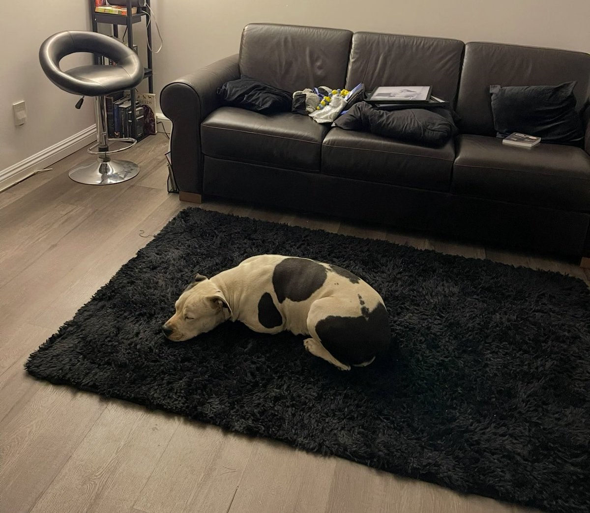 vleedit's tweet image. How you raise the dog matters. My pitbull is the sweetest living thing i have ever seen.