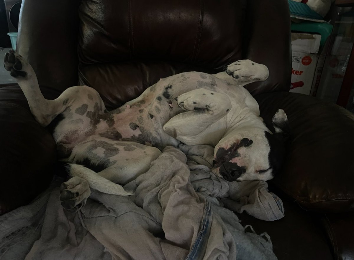 vleedit's tweet image. How you raise the dog matters. My pitbull is the sweetest living thing i have ever seen.