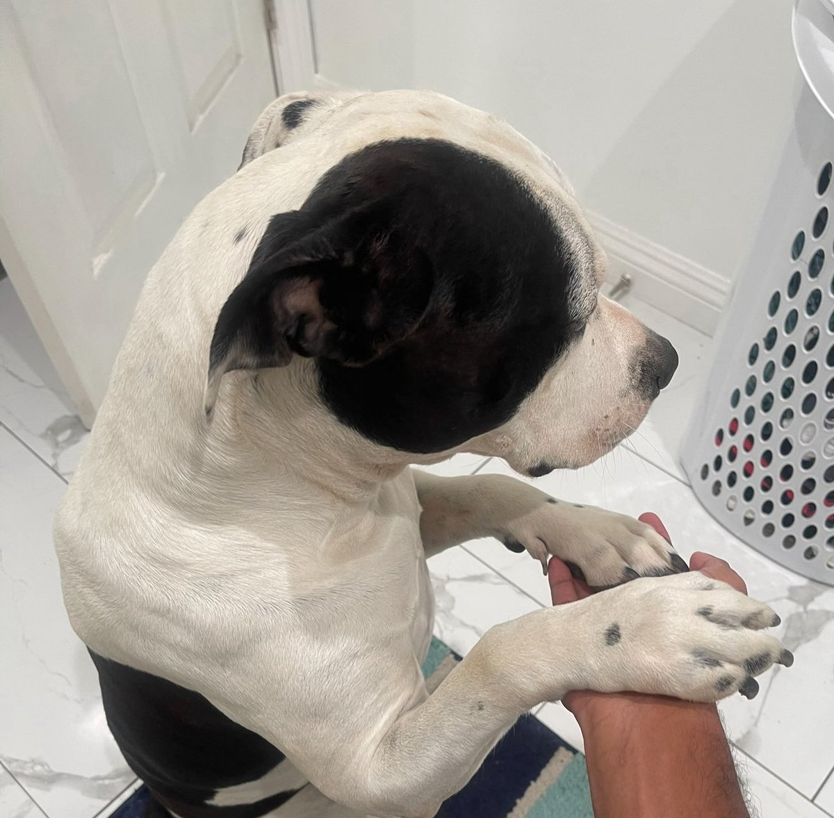 vleedit's tweet image. How you raise the dog matters. My pitbull is the sweetest living thing i have ever seen.