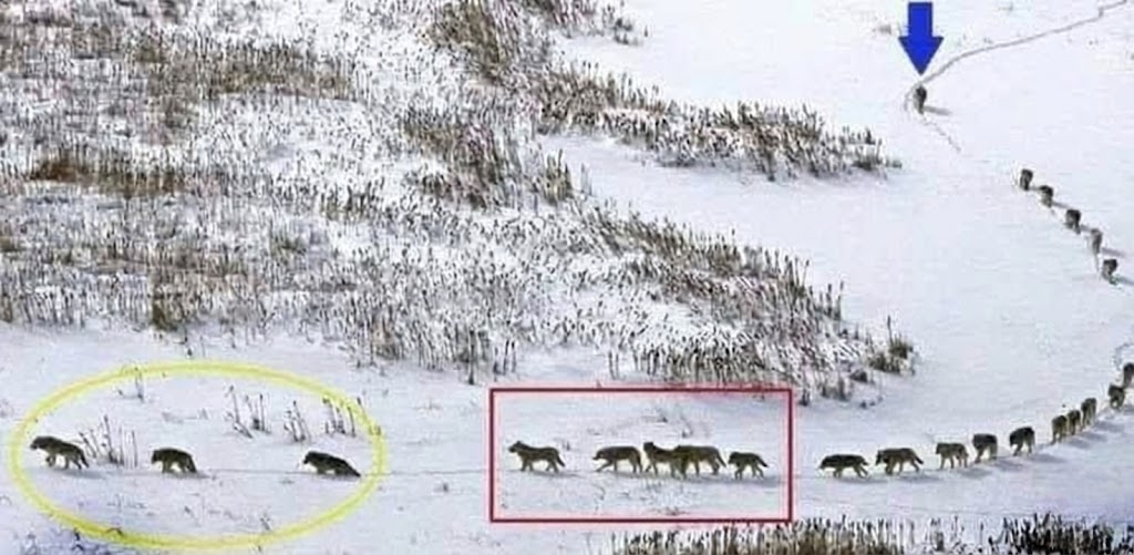 🌳🌲 Was uns die Natur vormacht... 🌱 👇

Die ersten 3 Wölfe im Wolfsrudel sind die Alten und Kranken, sie gehen voraus und geben das Tempo für die ganze Gruppe vor.

DIE NÄCHSTEN 5 sind die Stärksten und Besten - sie haben die Aufgabe, die Front zu schützen, wenn es einen