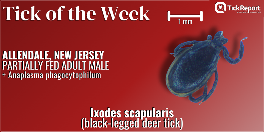 TickReport's tweet image. We detected Anaplasma phagocytophilum, a bacterium that can cause anaplasmosis, in this male black-legged deer tick from Bergen County, New Jersey!