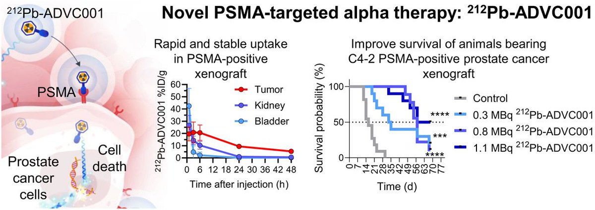 JournalofNucMed's tweet image. ²¹²Pb-ADVC001 exhibits significant potential and a broad therapeutic window for treating prostate cancer. ow.ly/xCs350XqIU1

#NuclearMedicine #RPTherapy #ProstateCancer @TomaKryza