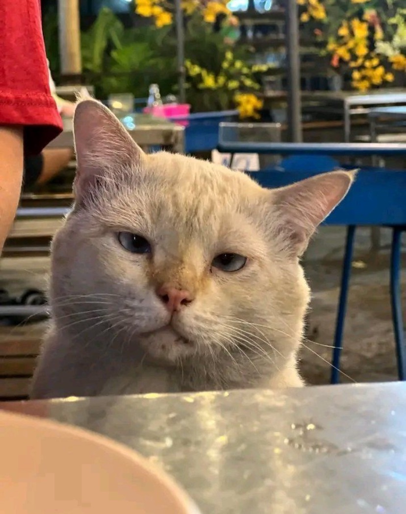 catshealdeprsn's tweet image. 