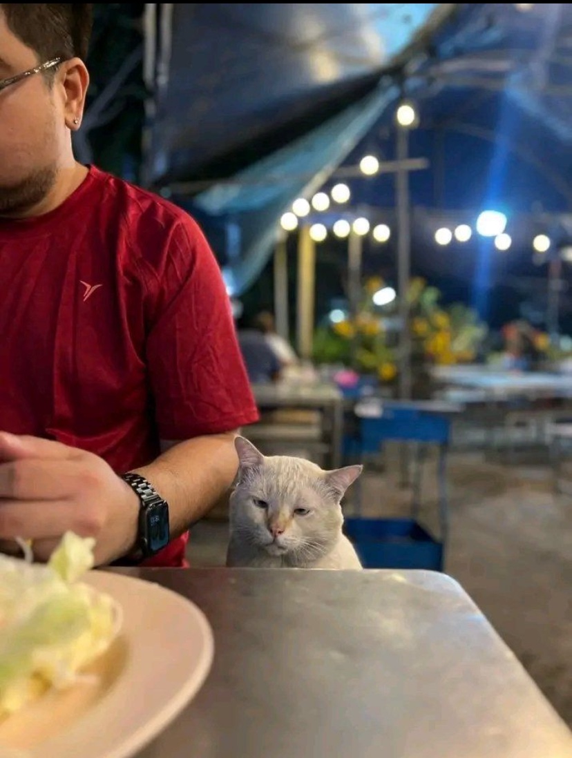 catshealdeprsn's tweet image. 