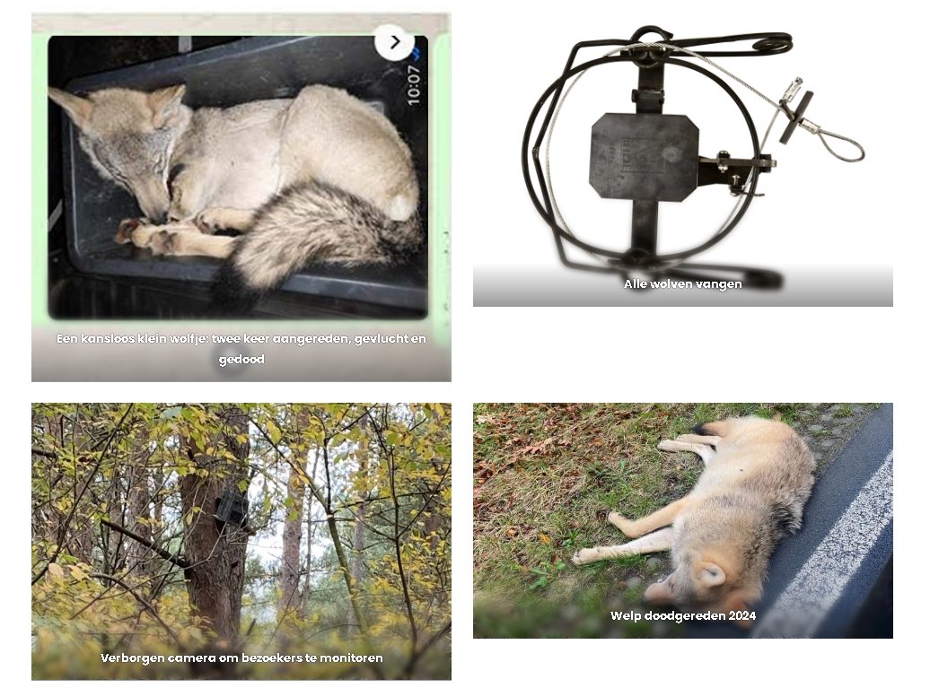 De afgelopen tijd zijn we met een artikel bezig geweest over 3 jaar wolvenbeleid Utrecht en de gevolgen daarvan voor wolf Bram en zijn roedel.

We zijn flink geschrokken van de hoeveel tijd, (soort) mensen en geld. 

Graag lezen en zoveel mogelijk delen:

wolvenutrecht.nl/wolven-utrecht…