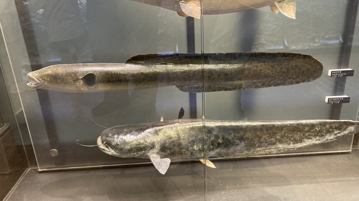 ジンベエー (@NZSjIFiJi8eDWdD) / Posts / X