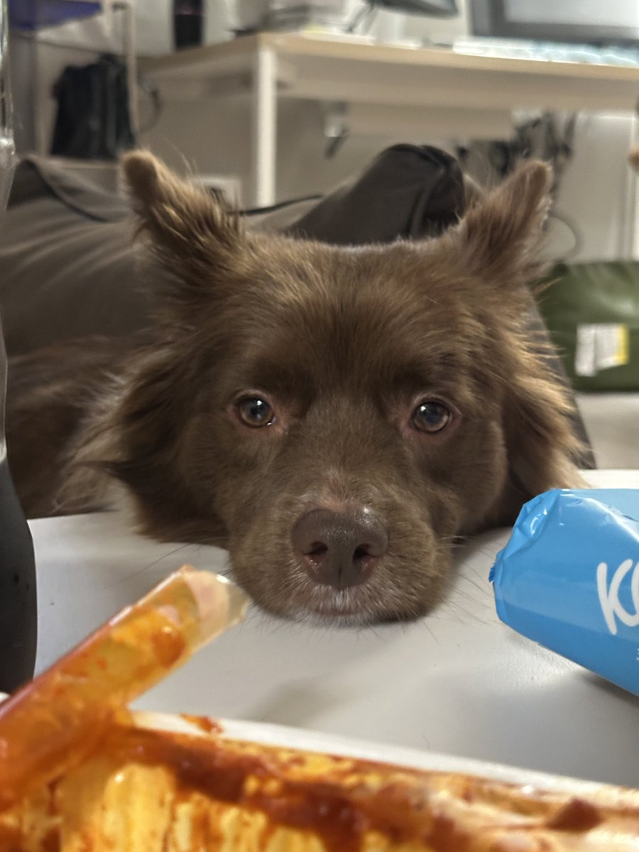 신전의 맛을 알아버린 강아지는 결국 슬퍼졌다
