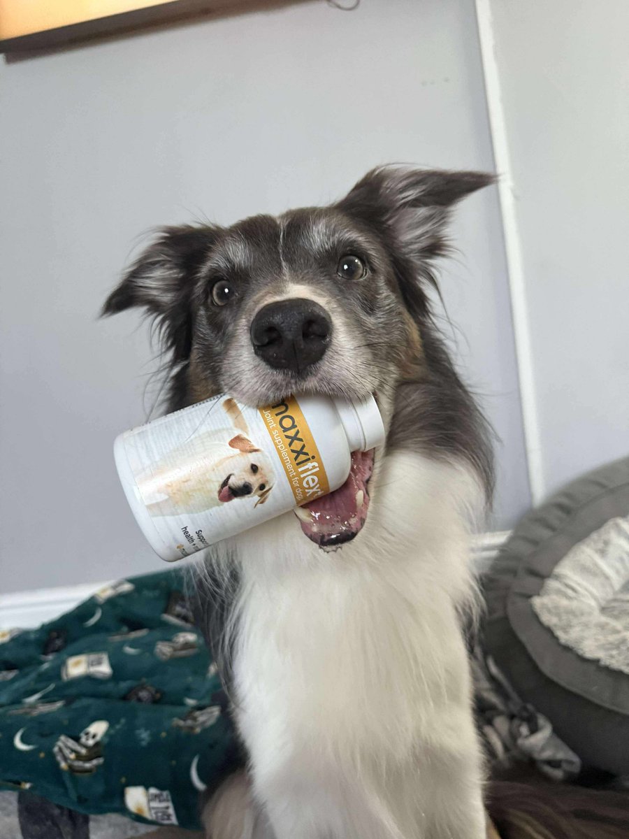 maxxipaws's tweet image. maxxiflex+ for hip and joints  #dogjoints #doghipandjoints #dogjointsupplement #maxxiflex #jointsupplementfordogs #dogarthritis #doghipdysplasia #dogshealth