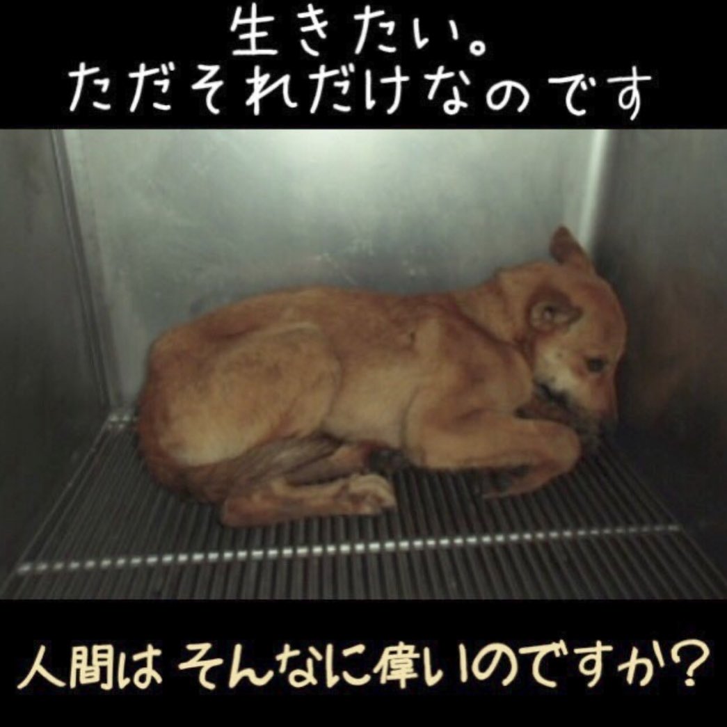 Rubylov65969168's tweet photo. ＃殺処分ゼロを目指して

生きる喜びも
可愛がられる喜びも
知らないまま
闇に葬られる

人間の気持ちは尊重されて
言葉を持たない動物達の
悲しい気持ちを考える事もしない
人間は本当に残酷です

処分場の煙突から
灰色の煙が空高く上がる

この世にこれほど
淋しく悲しい煙はないでしょう

動物にも生きたいと願う
命があるのです
動物にもたった一つの
命があるのです

人間の冷酷な罪の為に
何故この子達が罰せられなくては
ならないのだろうか