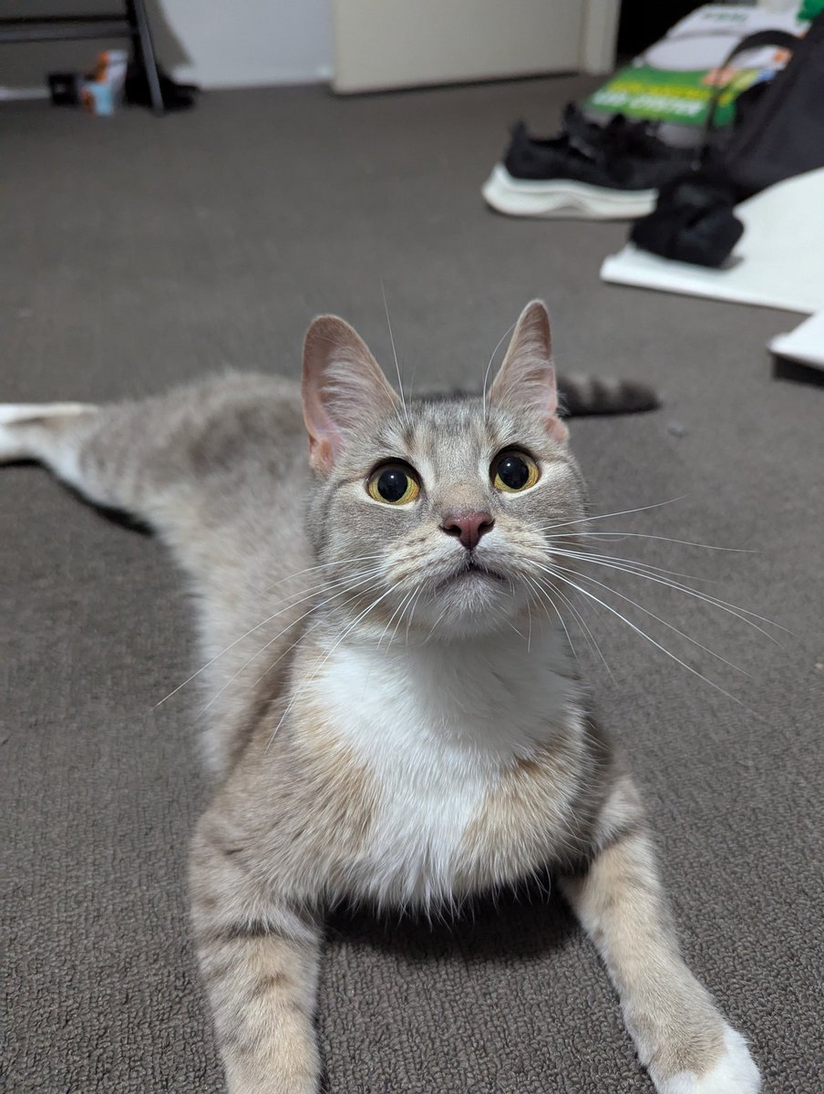 Wowww i was supposed to sleep but she wanted to play fetch, she is all poofed out 😌 it's always a good laugh with her chasing the ball XD