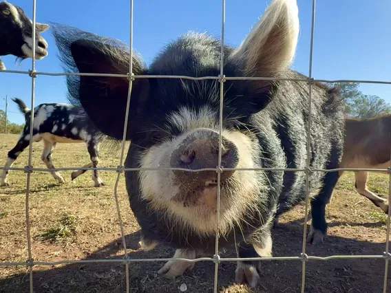 TheGOATFarmLLC's tweet photo. How many of us feel the day after Thanksgiving...and there are still leftovers.

#leftovers #thanksgivingleftovers #BlackFriday https://t.co/eH2GHDbPQP