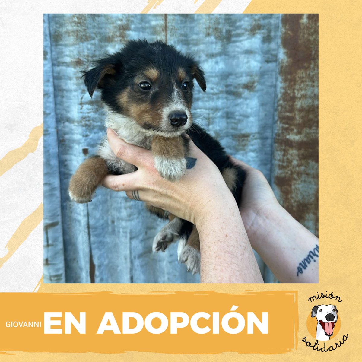 Giovanni tiene 45 días, está vacunado y desparasitado, hijo de mamá collie, papá? Quien sabe. 
esta esperando una familia que lo adopte con mucho amor y responsabilidad
Par adoptarlo Escribime!
misionsolidariatwitter@gmail.com
Asunto: Marche un Giovanni para mí ✨🙏
Rt porfa