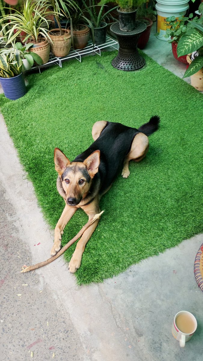 meetu4502's tweet photo. @kaalicharan "My 1 year and 9 months old female German Shepherd mix dog, COCO, has been missing since 21/11/2025. She was last seen near Sector 61, Shoprix Mall. I am searching everywhere but have not found her yet. Please help by sharing and reposting. 🙏" https://t.co/rwsg9sgzCX