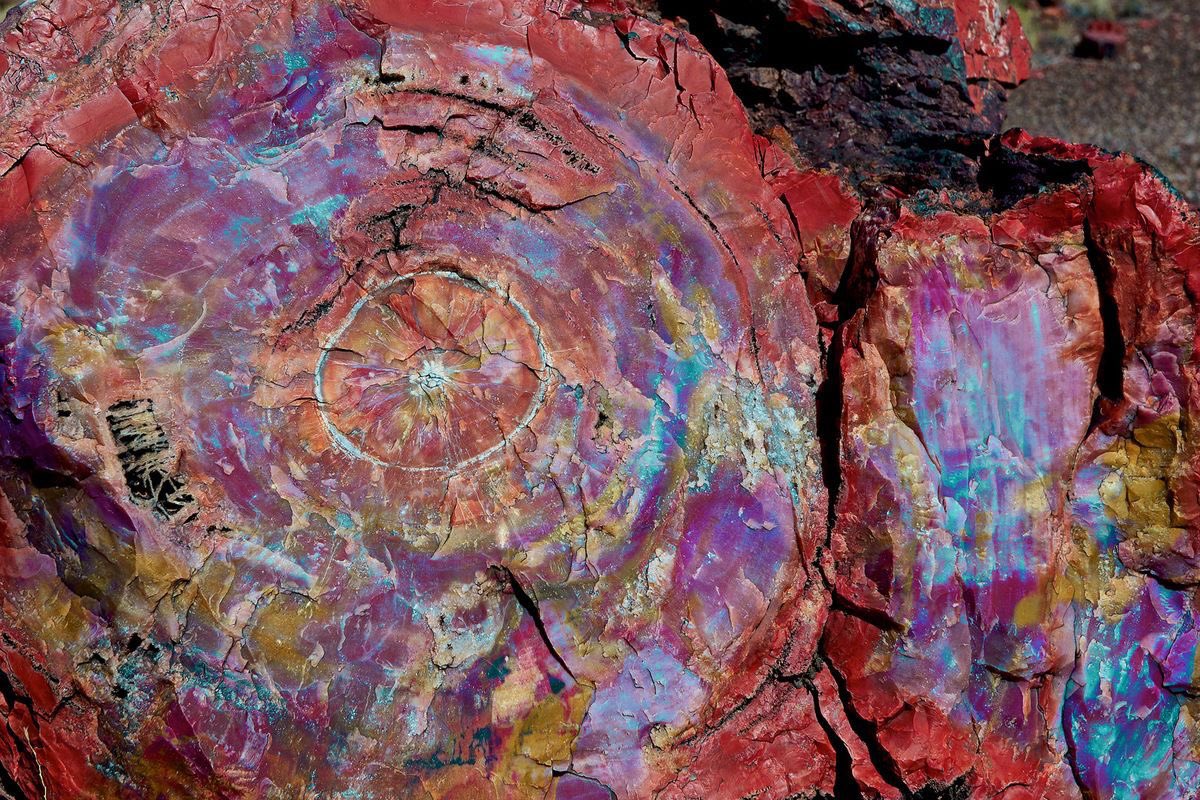 exitpoint0's tweet image. Arizona’da, ağaçların kelimenin tam anlamıyla taşa dönüştüğü bir orman olduğunu biliyor muydun?