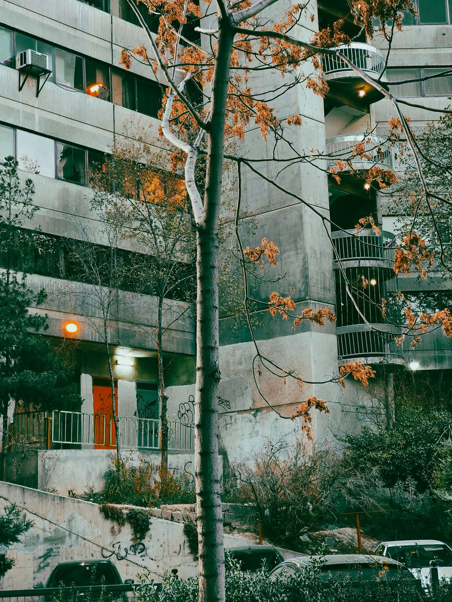 Athena Hosseini tweet media