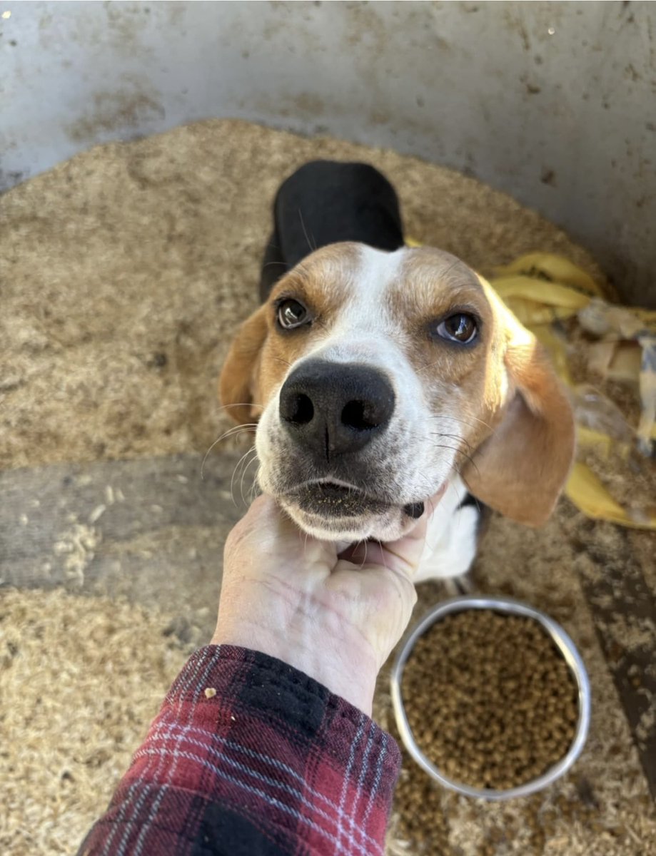 Pals!
It’s $5 Fri!
This week we saved another Heartworm + stray hound boy from a NC high kill shelter.
Buddy is accepting donations for his treatment but he also wants to give back!
Follow us, retweet &amp; comment below &amp; 
1 person will win a Coop calendar!🤗
rescuecoop.org/donate