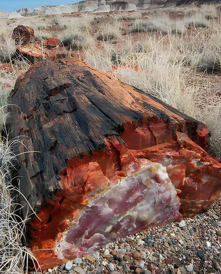 exitpoint0's tweet image. Arizona’da, ağaçların kelimenin tam anlamıyla taşa dönüştüğü bir orman olduğunu biliyor muydun?