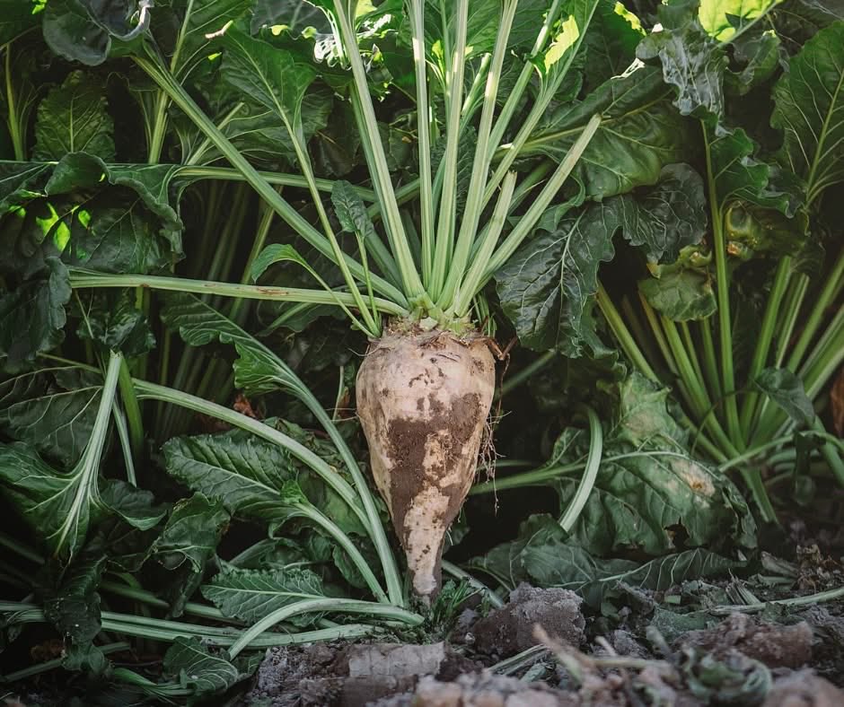 Sucrose is produced by all green plants through photosynthesis. Sugar beet and sugar cane plants have the highest quantities of sucrose, making them the most efficient – and only – plants from which real sugar is harvested.